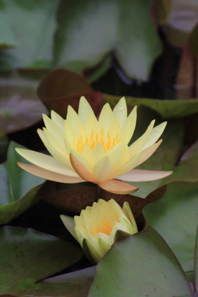istock Lotus in the pond 1268710166