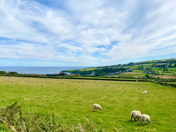 istock Sheep grazing, Isle of Man 1268712306