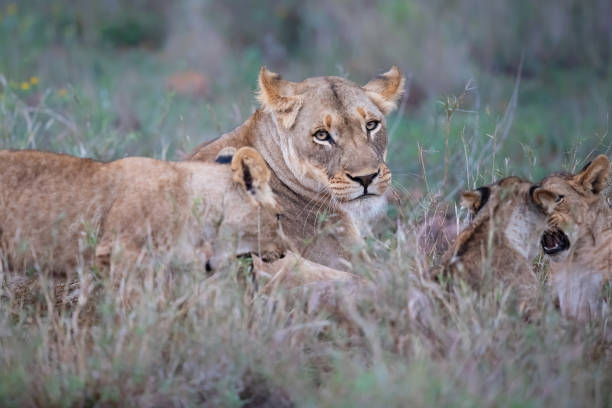 istock Lioness with cub in a game reserve 1268712355