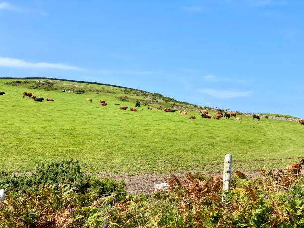 istock Cattle grazing, Isle of Man 1268712369