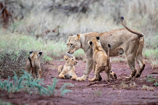 istock Lioness with cub in a game reserve 1268712382