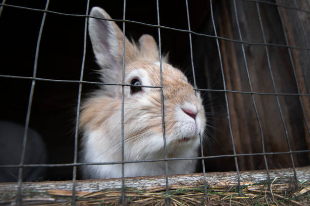 istock Rabbit in a cage close up. Rabbit in the zoo. 1268713094