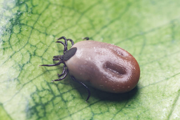istock A dangerous parasite and infection carrier mite sitting on a green leaf 1268713676
