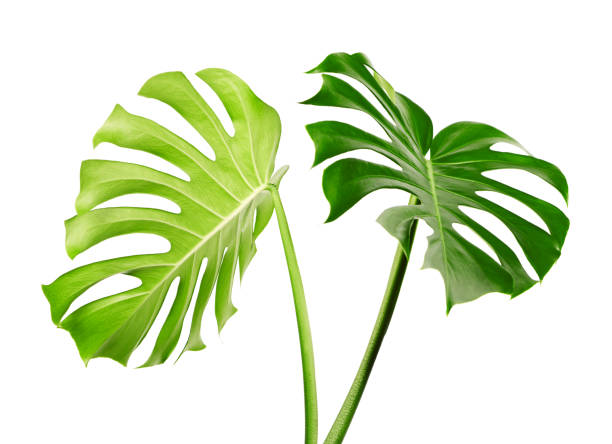 istock Monstera deliciosa leaf or Swiss cheese plant, isolated on white background, with clipping path 1268714568