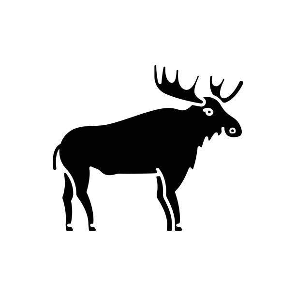 Elk black glyph icon Elk black glyph icon. Hoofed ruminant animal with large antlers. American forest wildlife silhouette symbol on white space. Herbivore wapiti with big horns. Canadian moose vector isolated illustration silhouette of a elk antler tattoo stock illustrations