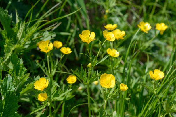 istock Alpine plants in Mount Chokaisan ( scientific name : Ranunculus acris ssp. novus ) 1268715174