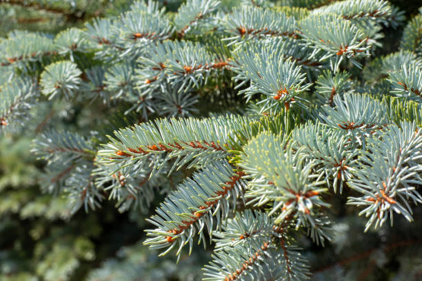 istock Christmas background blue spruce. Coniferous plant, close-up 1268716487