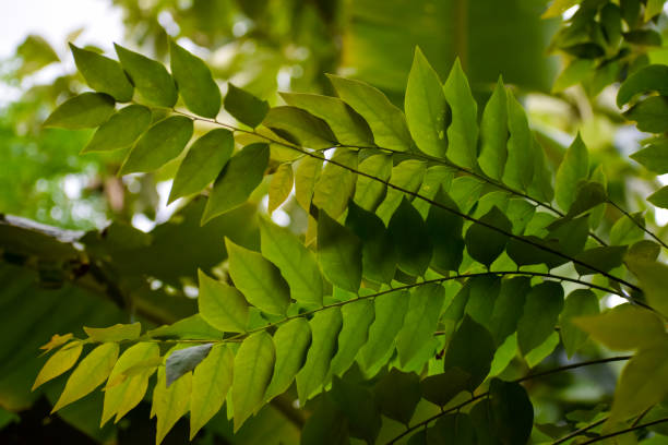 istock abstract background of sunlight falling from between green tree leaves. 1268717555