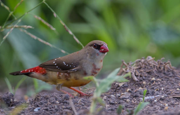 istock Red avadavat a coat that is not fully red looking for food on the ground. 1268717700
