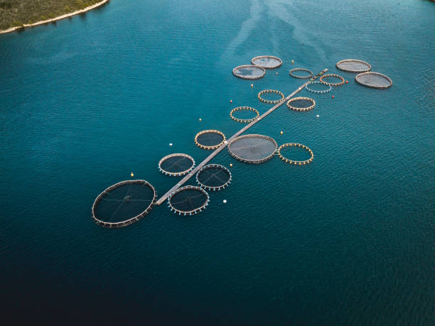 istock Aerial view, fish farm with floating cages 1268719101
