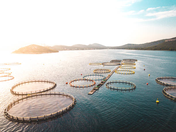 grande ferme de poissons avec beaucoup d’enclos de poissons au coucher du soleil, aérien - ferme piscicole photos et images de collection