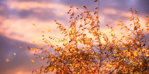 istock fall leaves in stormy autumn sky, evening sun on autumn tree with falling foliage 1268719192