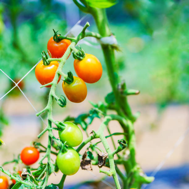 istock organic mini tomato in Japan 1268719439