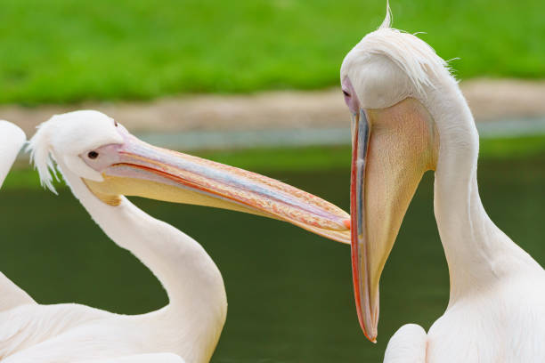 istock Pelican couples in a love rush 1268719703