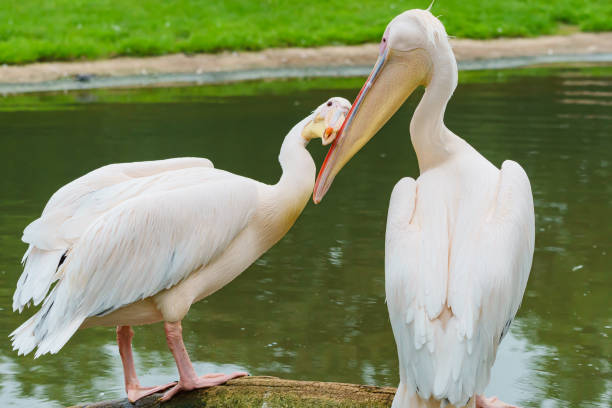 istock Pelican couples in a love rush 1268719704