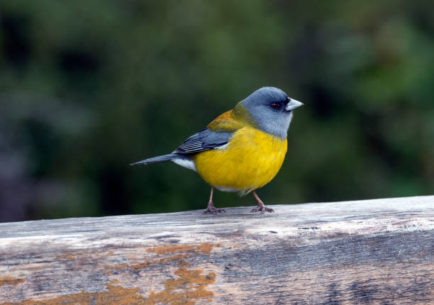 istock Gray-hooded sierra-finch 1268721004