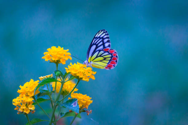 mariposa jezabel común - lime butterfly fotografías e imágenes de stock