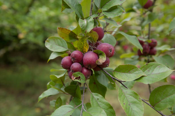 Red Fruit on a Wild Crab Apple Tree (Malus sylvestris) Growing in the Rural Devon Countryside, England, UK