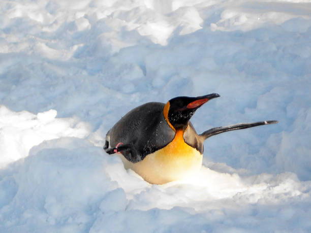 Photograph taken in Hokkaido, Japan
