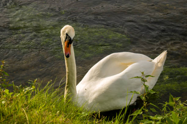 istock White swan in the clean green river 1268724900