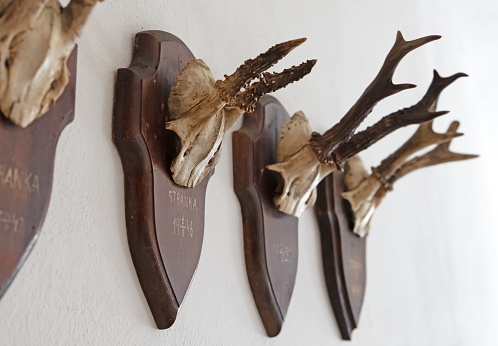 Antler as a hunting trophy, hanging on the wall