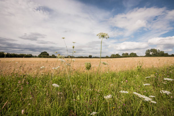 istock Meadow in England on summer's day 1268726938