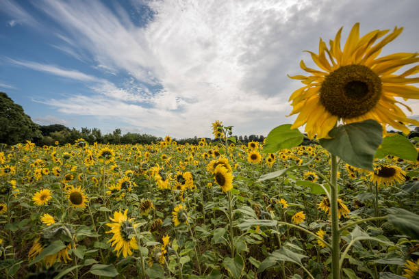 istock Sunflowers in field 1268726945