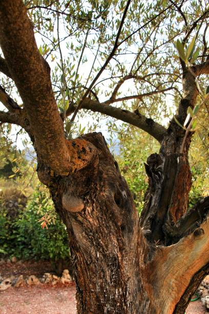 istock Olive trees full of olives in a plantation 1268728763
