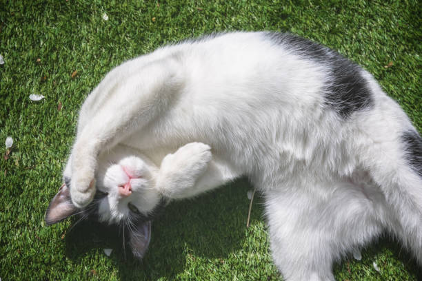 istock A black and white cat being playful rolling on grass 1268729961