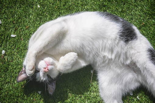 Upside down, a black and white cat being playful rolling on grass