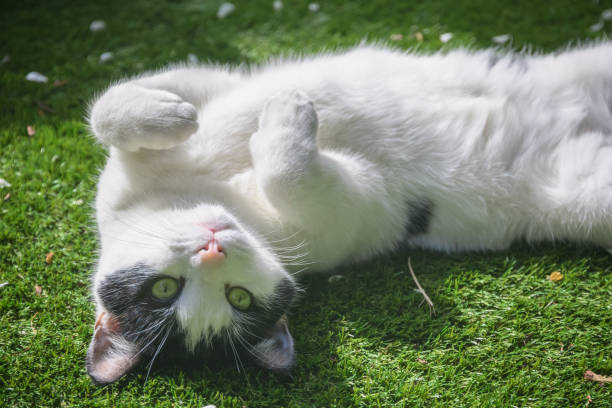 istock A black and white cat being playful rolling on grass 1268729965