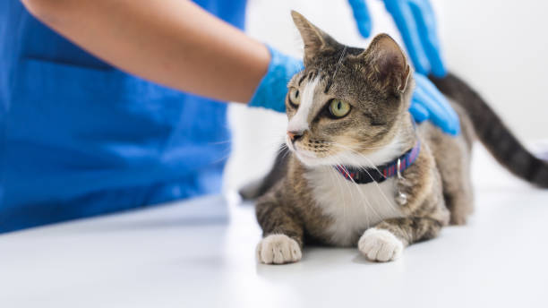 imagen del médico vacunando al gato en la clínica veterinaria. - vet domestic cat veterinary medicine stethoscope fotografías e imágenes de stock