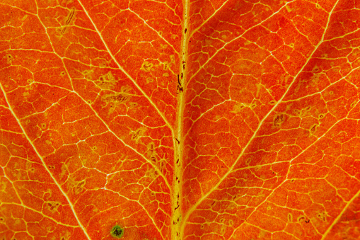 Closeup autumn fall extreme macro texture view of red orange wood sheet tree leaf. Inspirational nature october or september wallpaper background. Change of seasons concept. Close up, selective focus