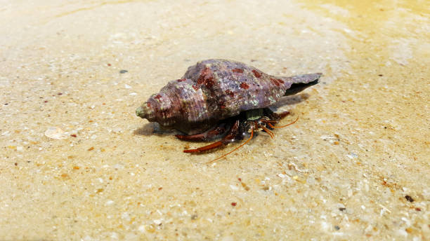 istock hermit crab on beach sea view, samui thailand 1268733759