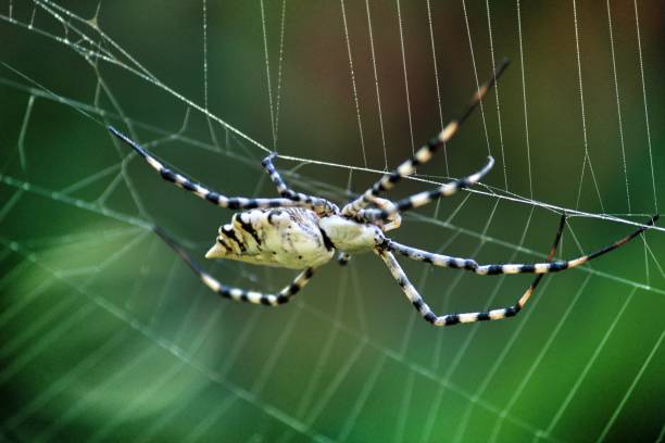 istock Argiope Lobata spider in the garden 1268738544