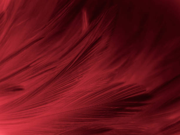 istock Beautiful abstract pastel pink feathers on dark background, black feather frame texture on pink background, dark feather, black banners 1268739615