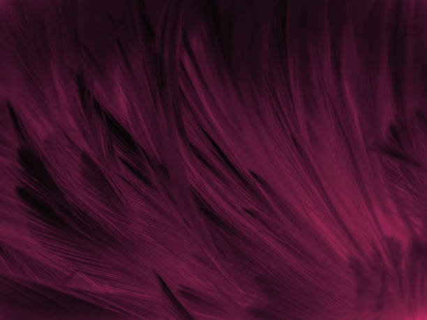 istock Beautiful abstract pastel pink feathers on dark background, black feather frame texture on pink background, dark feather, black banners 1268739623