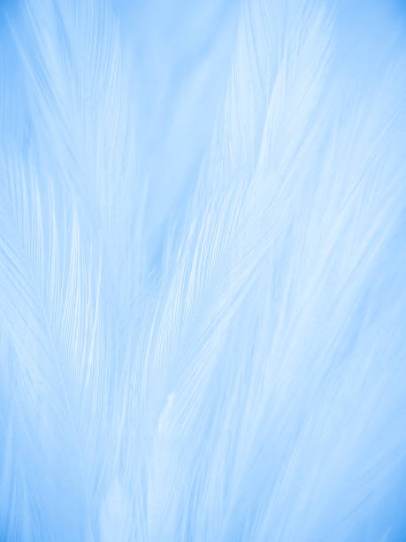 istock Beautiful abstract colorful white and blue feathers on white background and soft white feather texture on blue pattern and blue background, feather background, blue banners 1268739626