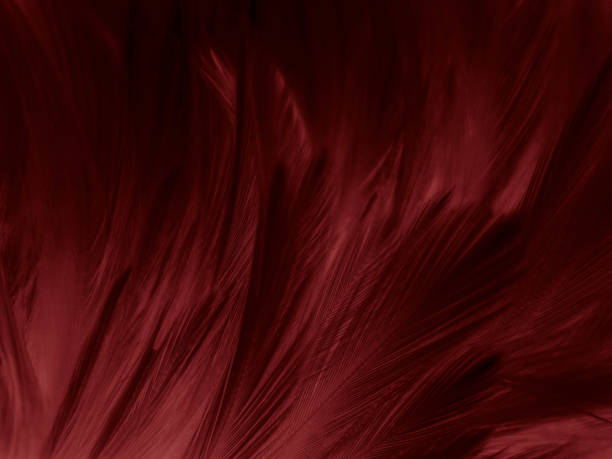 istock Beautiful abstract pastel pink feathers on dark background, black feather frame texture on pink background, dark feather, black banners 1268739656