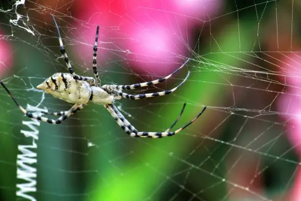 Beautiful Argiope Lobata spider in the garden in summer