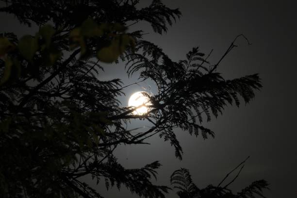 istock Beautiful Full moon behind branches of a tree 1268740288