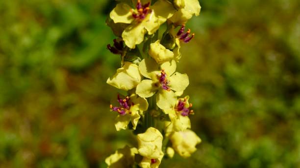 istock Alp flowers, flowering in summer 1268741245