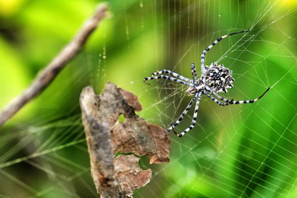 istock Argiope Lobata spider in the garden 1268741455