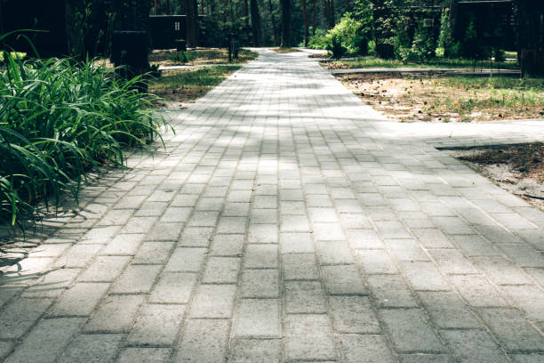 istock A road of stones in a pine forest 1268741485