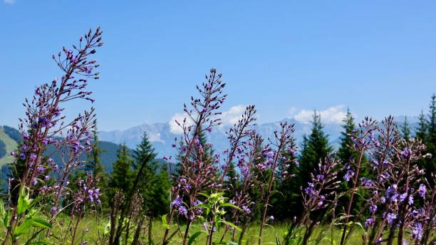 istock Alp flowers, flowering in summer 1268741689