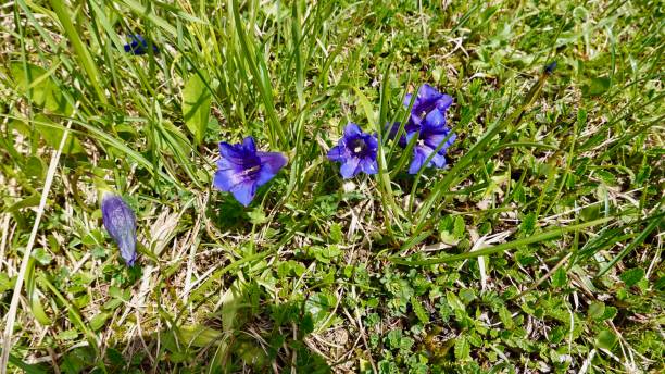 istock Alp flowers, flowering in summer 1268741740