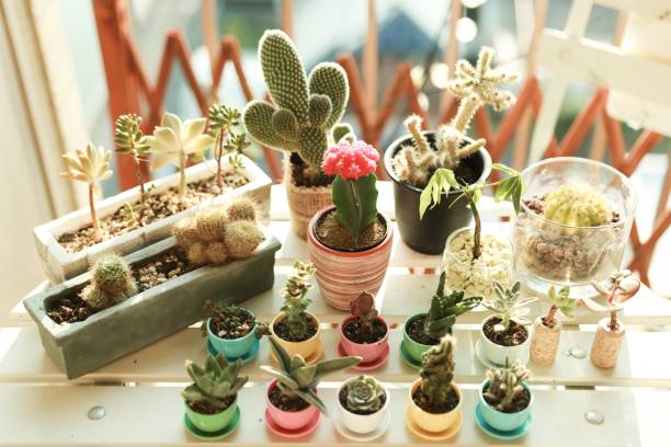 Various of Succulents and house plants on the table