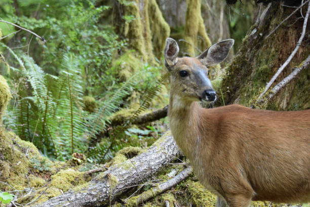 istock Portrait Of Mule Deer In Dense Mossy Forest 1268743352