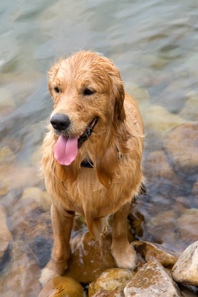 istock Wet Golden Retriever Dog 1268744101