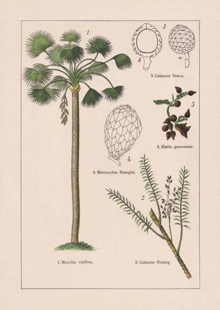 kuvapankkikuvitukset aiheesta monocotyledons, palmut, kromolitografi, julkaistu 1895 - socotra dragon tree